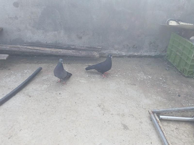 2  જોડી વેચ વાની છે