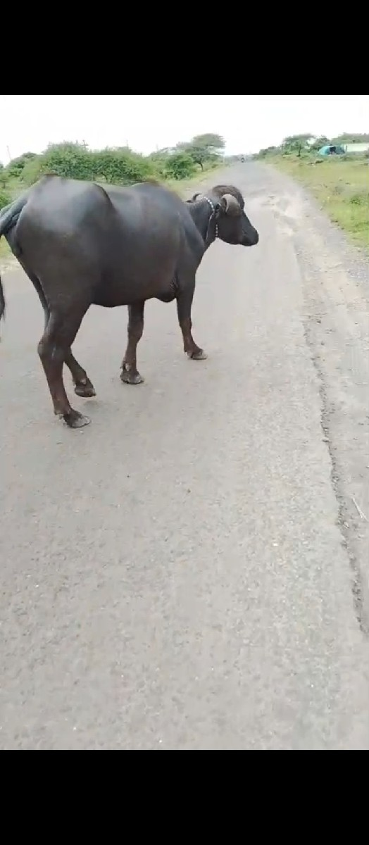 થંબનેલ 3