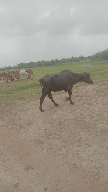 આંખડી લે વેચવાની છે કિંમત 30,000