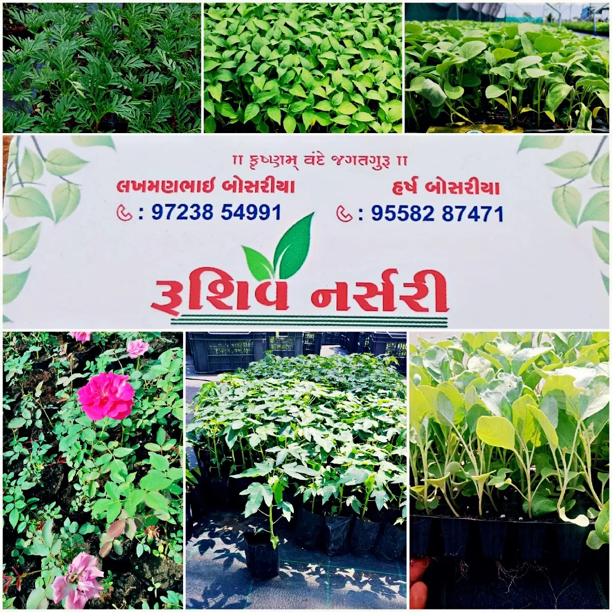 🌹🌱 રૂશિવ નર્સરી 🌱🌹