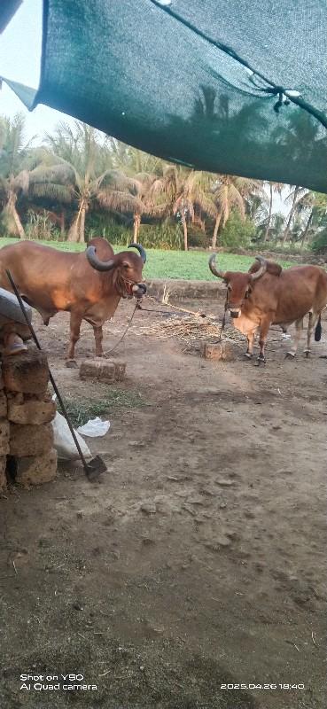 થંબનેલ 3