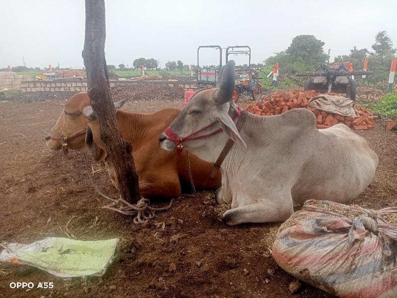 થંબનેલ 2