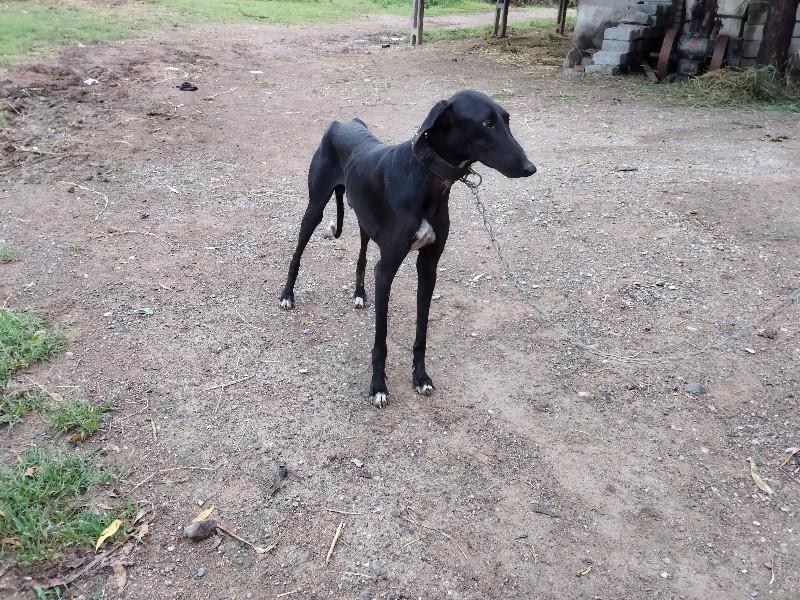 થંબનેલ 2