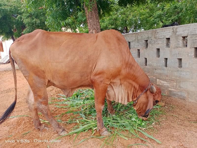 પ્રભુભાઈ લાલાભાઈ ચાવડા