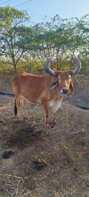 બળદ વેચવા છે