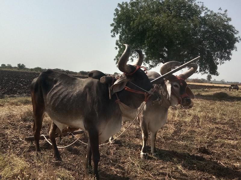 થંબનેલ 2