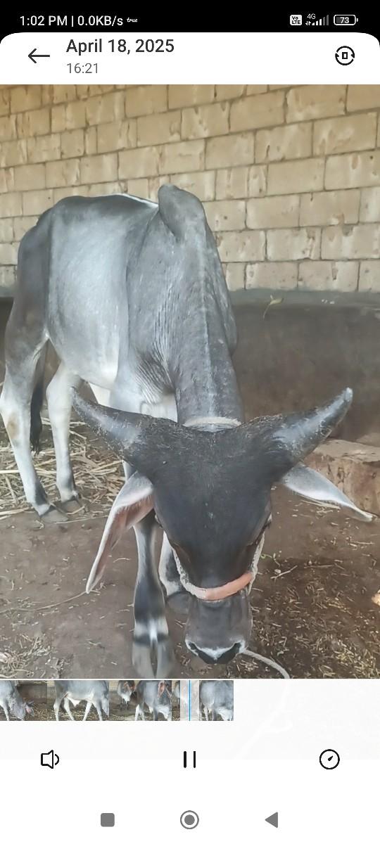 थंबनेल 3