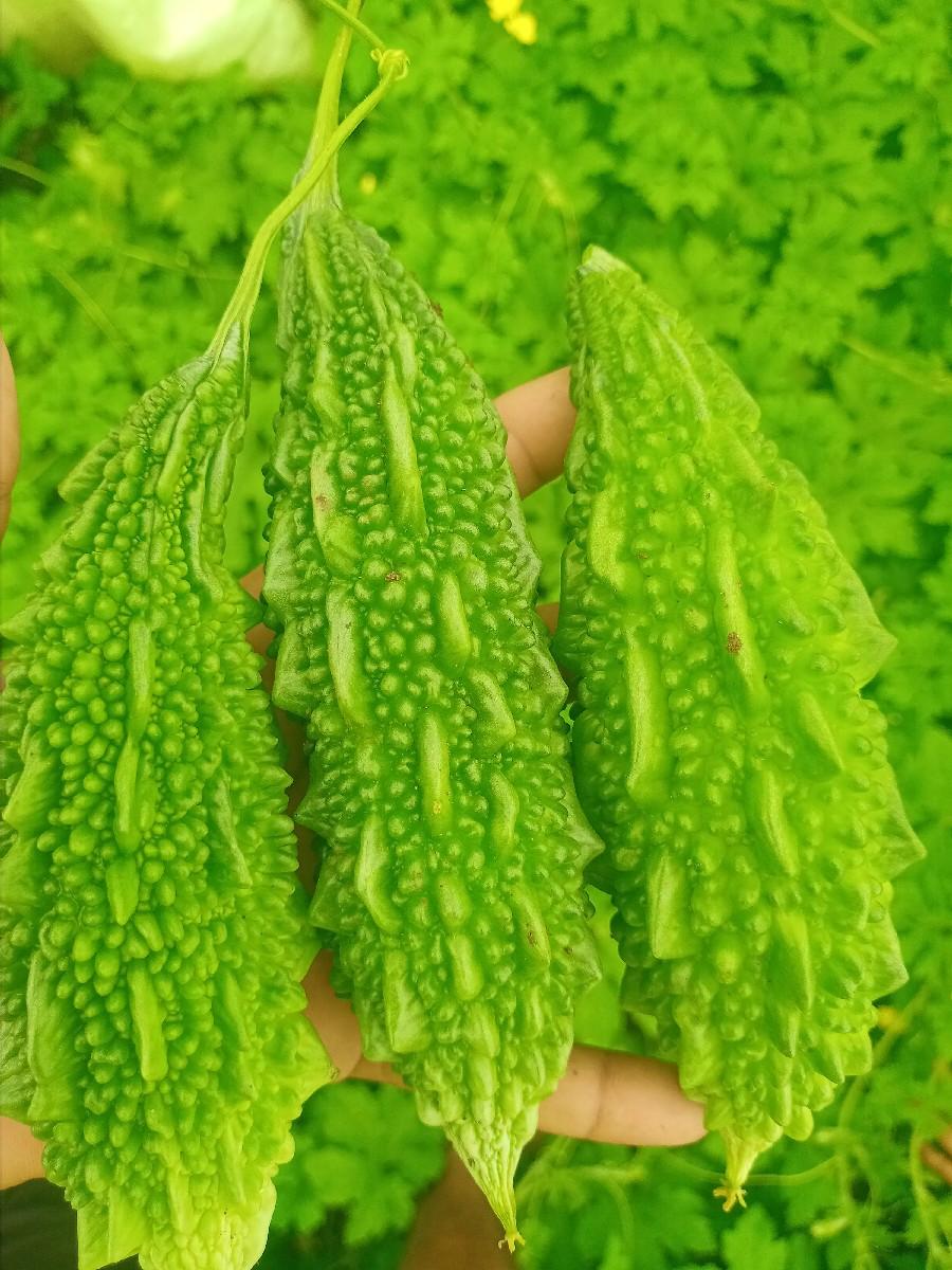 કારેલા વેચવાનું છે