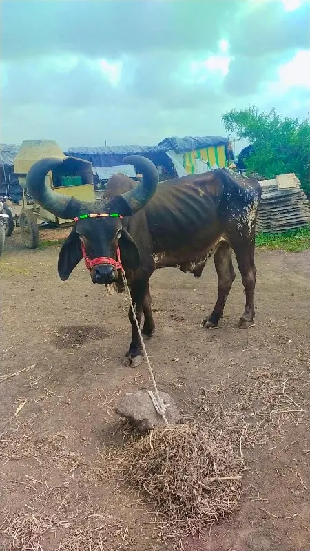 थंबनेल 3