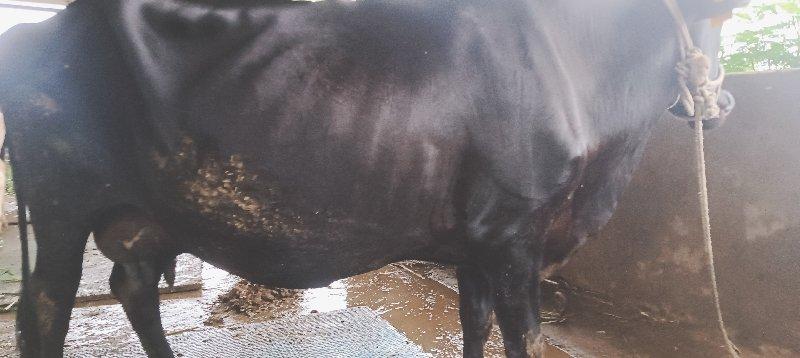 થંબનેલ 3