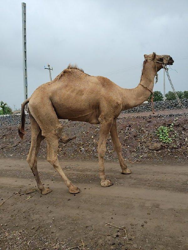 થંબનેલ 2