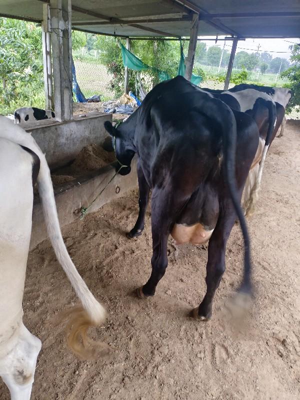 થંબનેલ 2