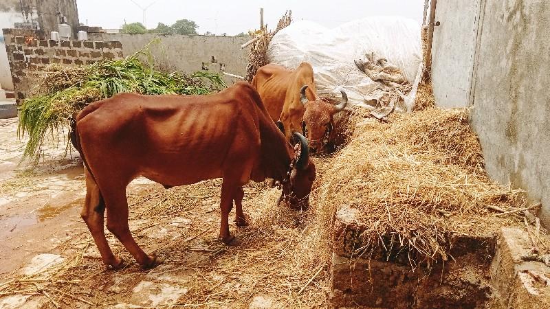 थंबनेल 3