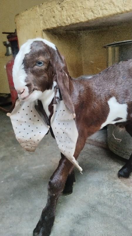 થંબનેલ 2