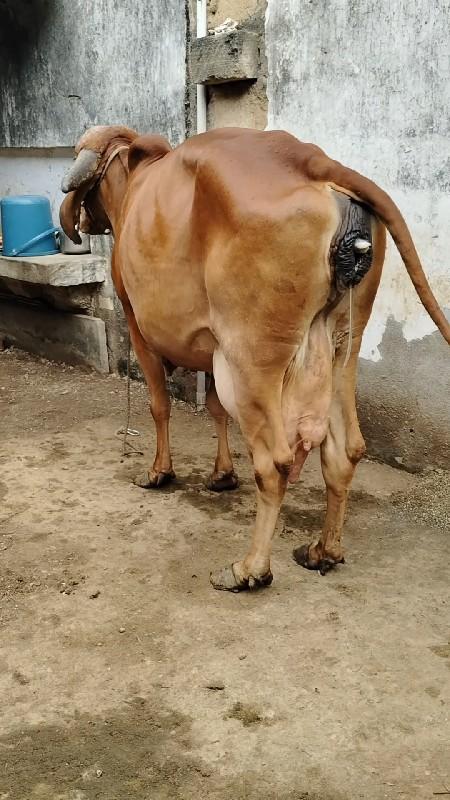 થંબનેલ 3