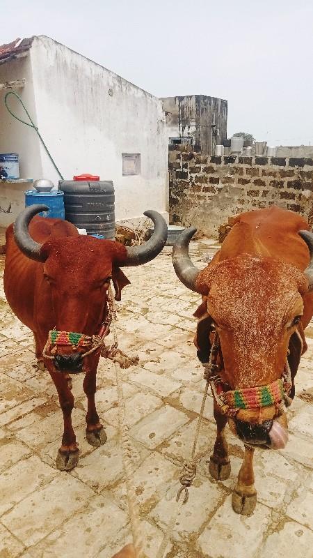 બળદ વેચવાના છે