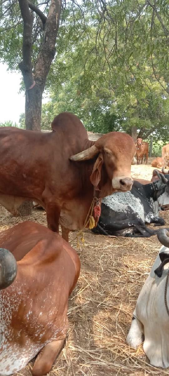 નંદી આપવાનો છે.