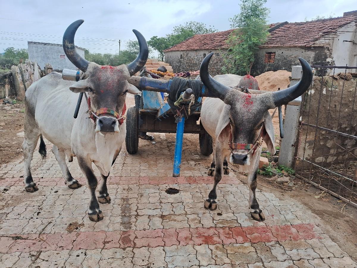 થંબનેલ 3