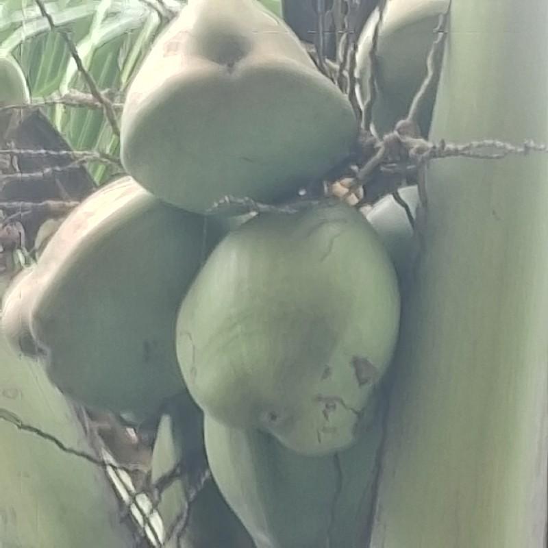 નારિયેર