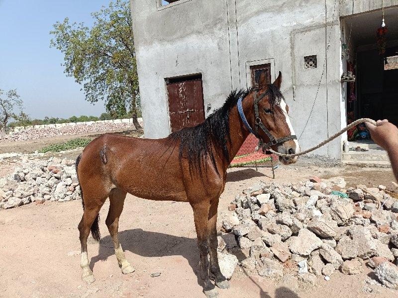 થંબનેલ 3