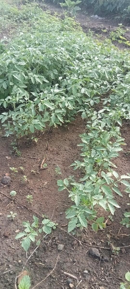 ટમેટી વેચવા નો છે