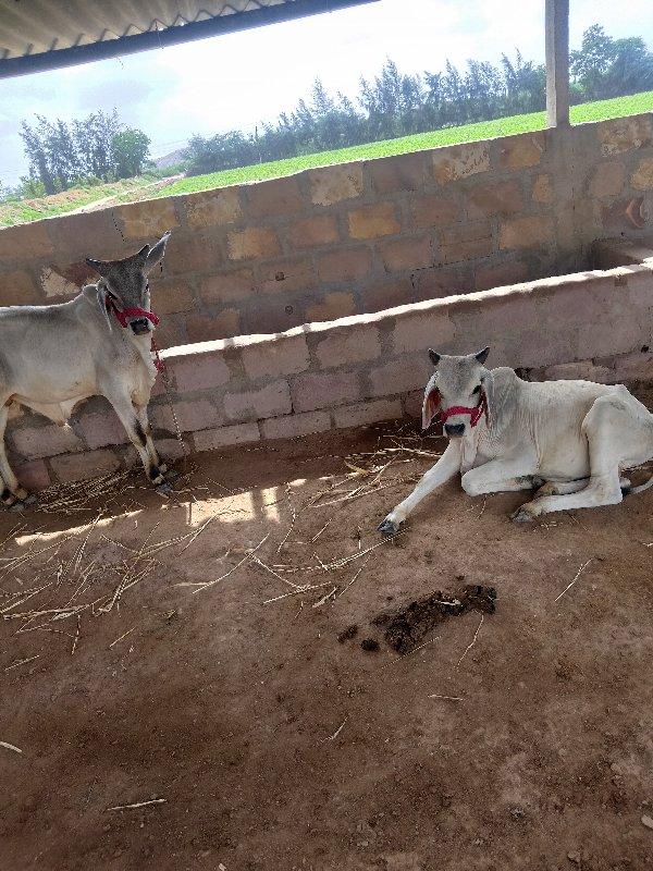 थंबनेल 2