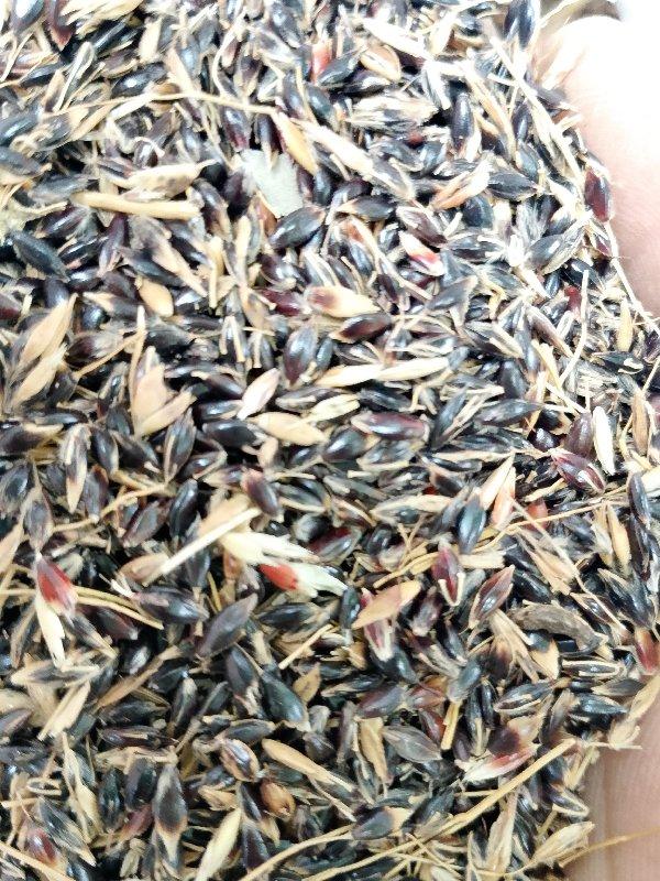 કાલી જુવાર નું બીદેવાનુ છે