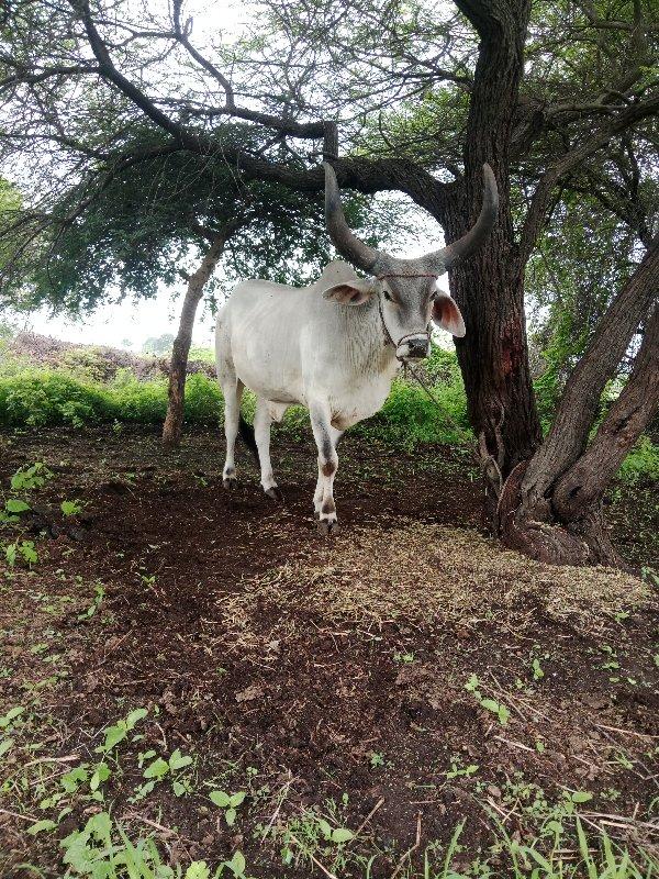 બળદ વેચવાનો છે