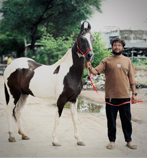 કાળી બાવળી ઘોડી વેચવાની છે.