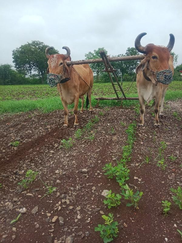 કિંમત 30000 રૂપિયા