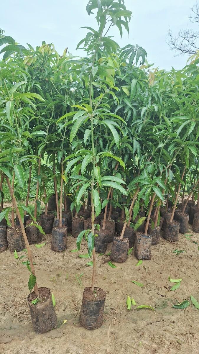 દરેક જાત ની કલમ