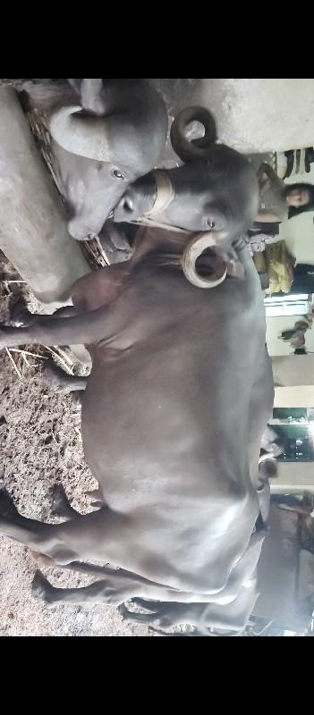 થંબનેલ 2