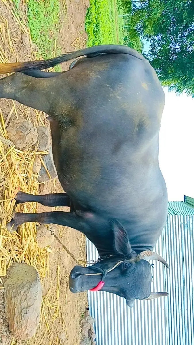 थंबनेल 3