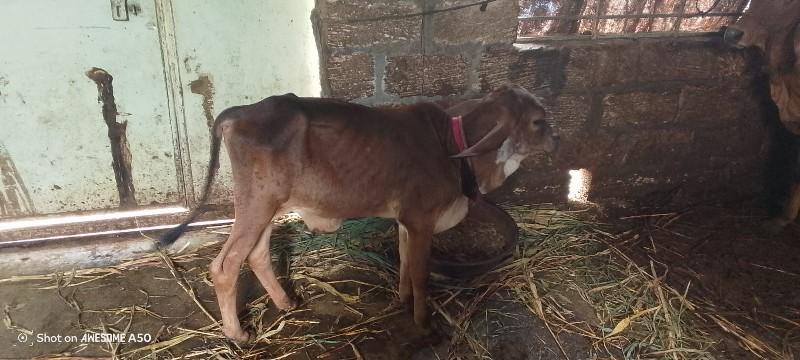 જૂનાગઢ જિલ્લો ચોરવાડી ગામ દોઢ મહિન