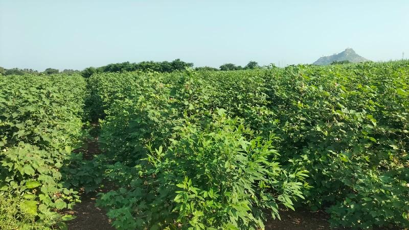 થંબનેલ 3