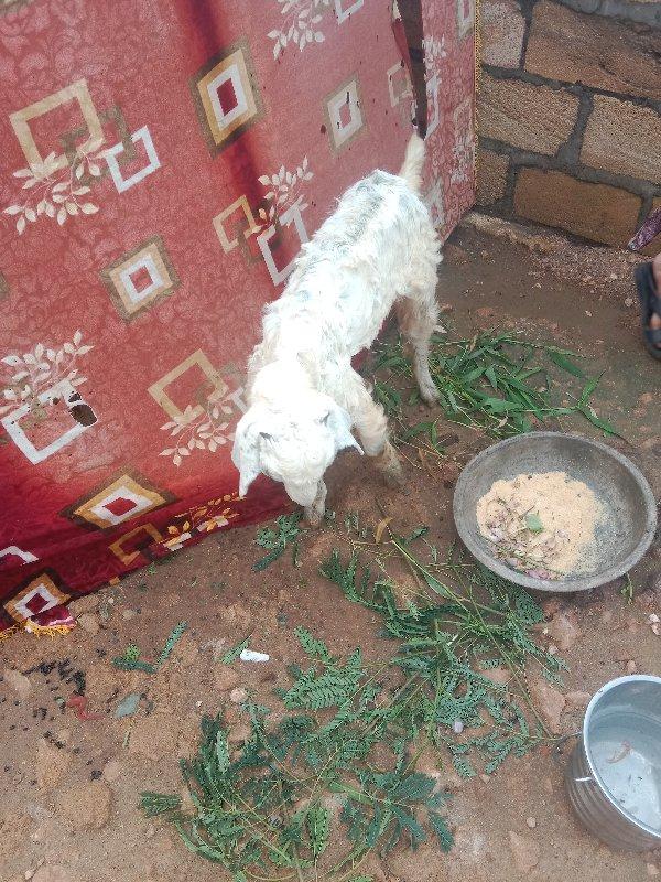 દેશી બચ્ચી