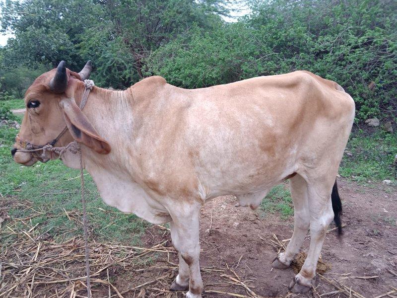 થંબનેલ 2