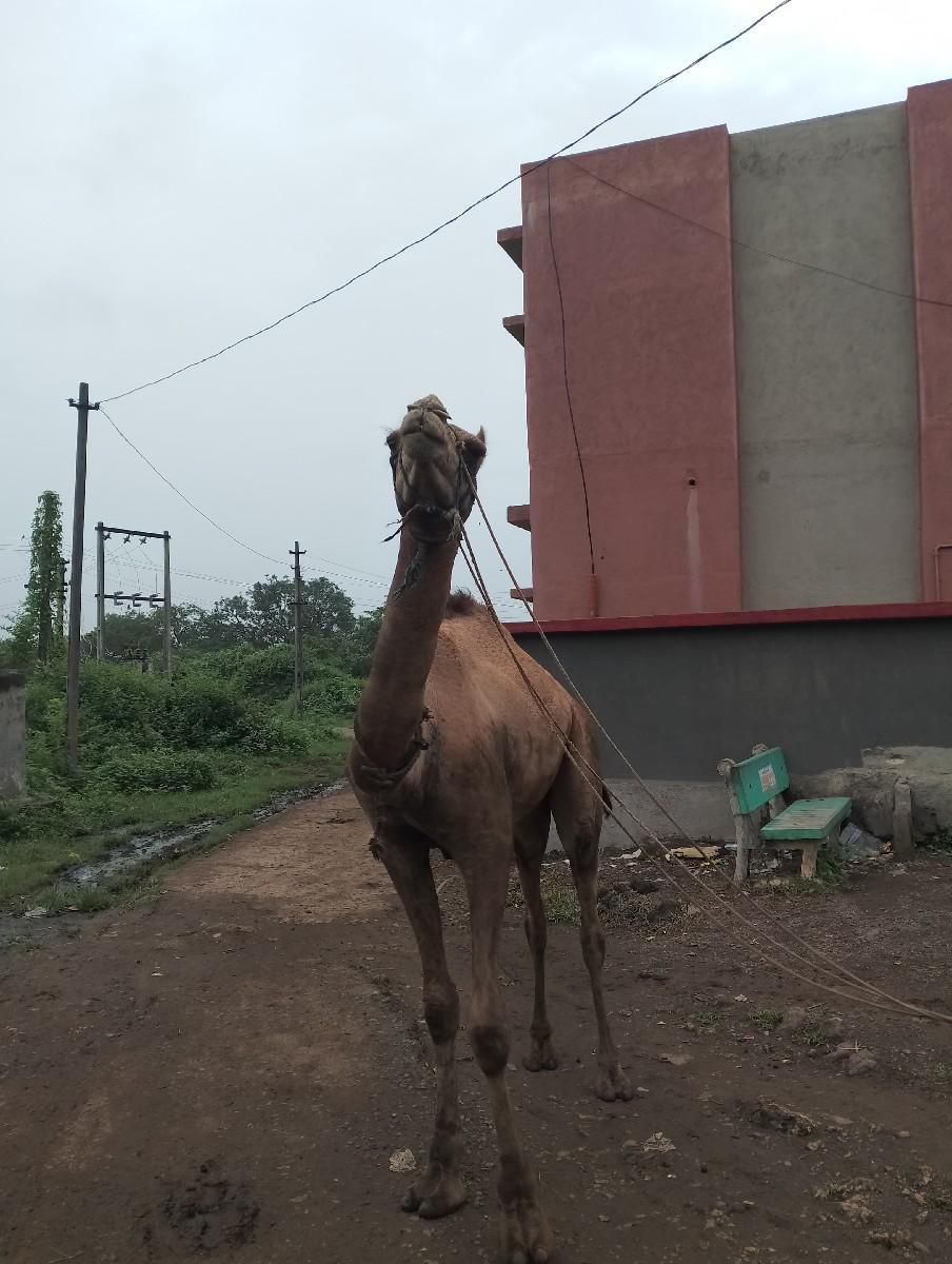 ઉંટ વેચવાનો છે