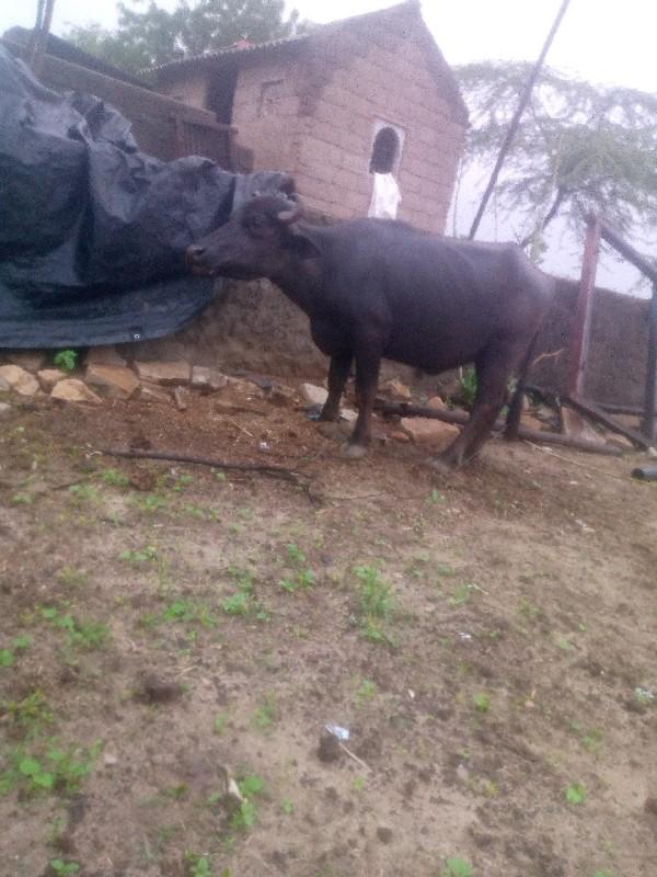 થંબનેલ 3