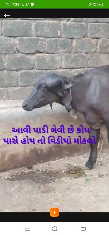 આવી પાડી હોય તો ફોન કરજો