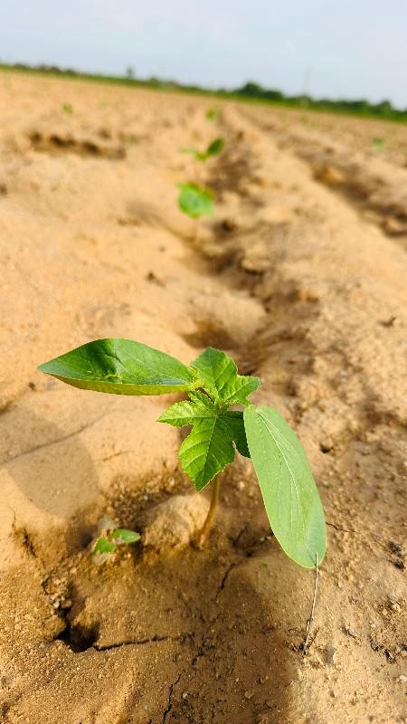 ખેતી કામ માટે ભાગિયા ની જરૂર સે