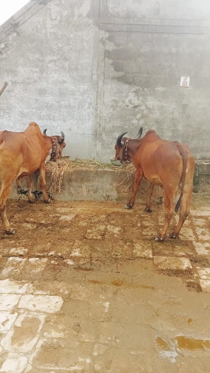 બળદ વેચવાના છે