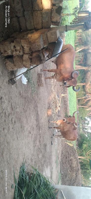 થંબનેલ 2