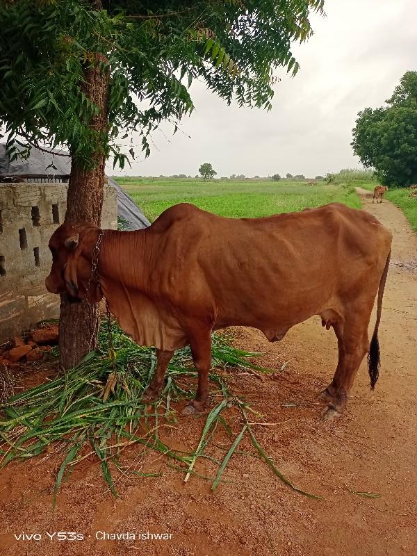 थंबनेल 2