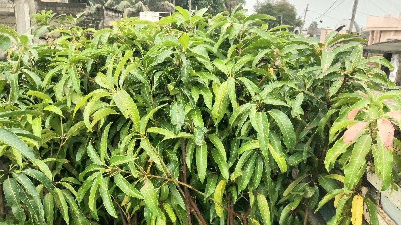 ખુટા કલમ છે