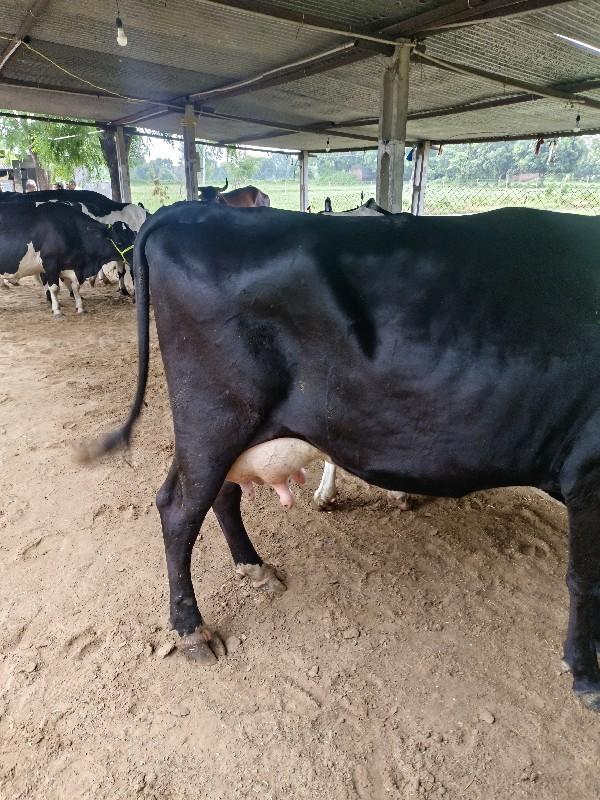 બીજું વેધર