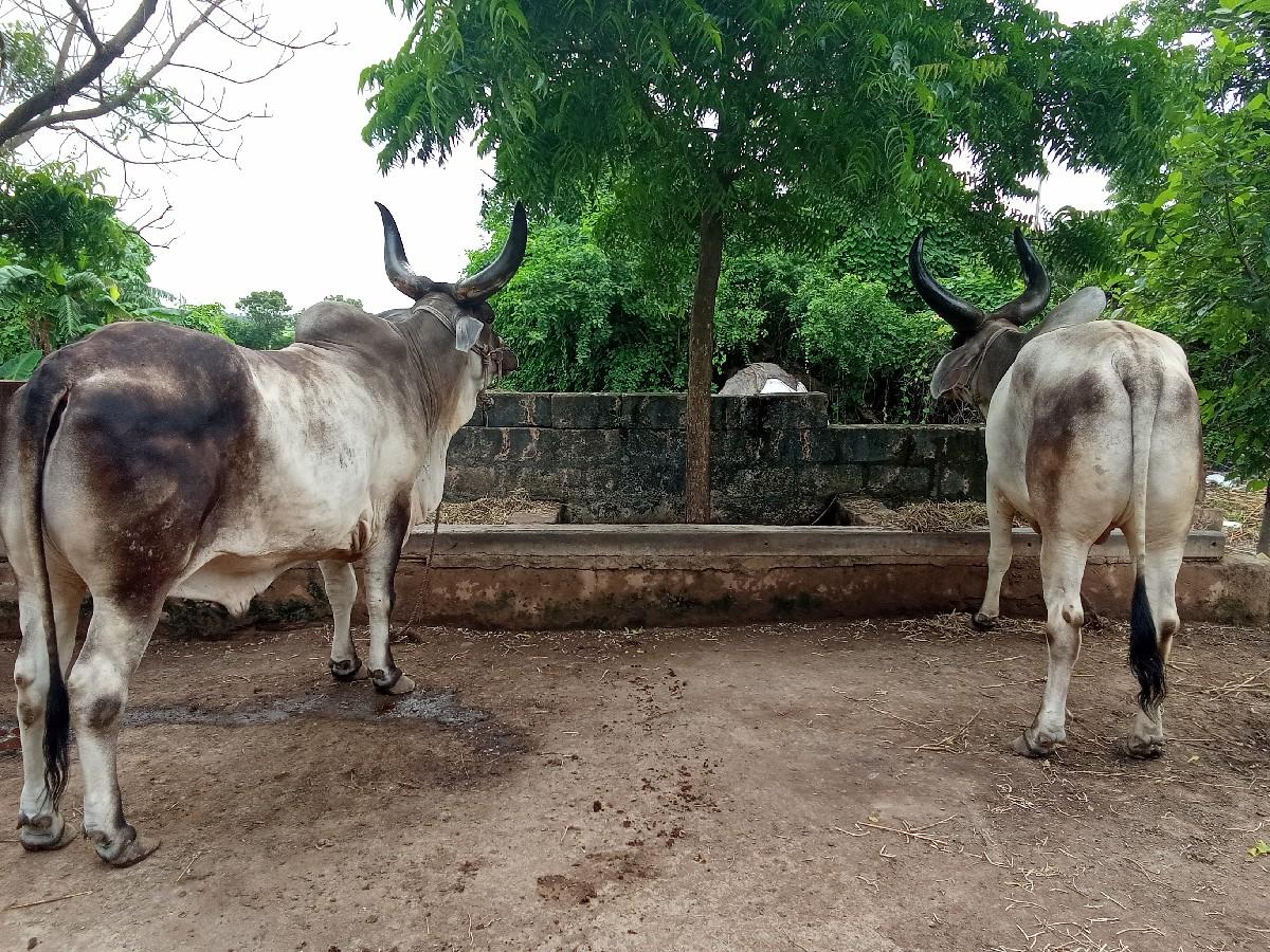 બળદ વેચવાના શે