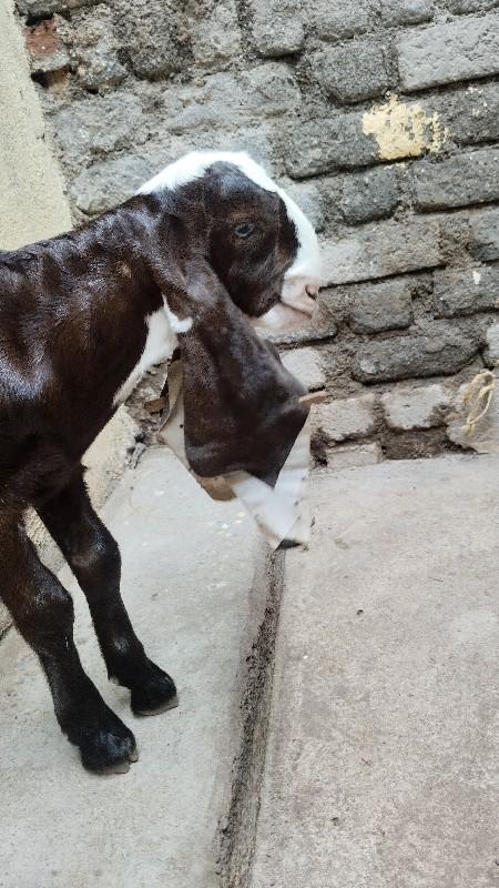 હૈદરાબાદી બોકડો