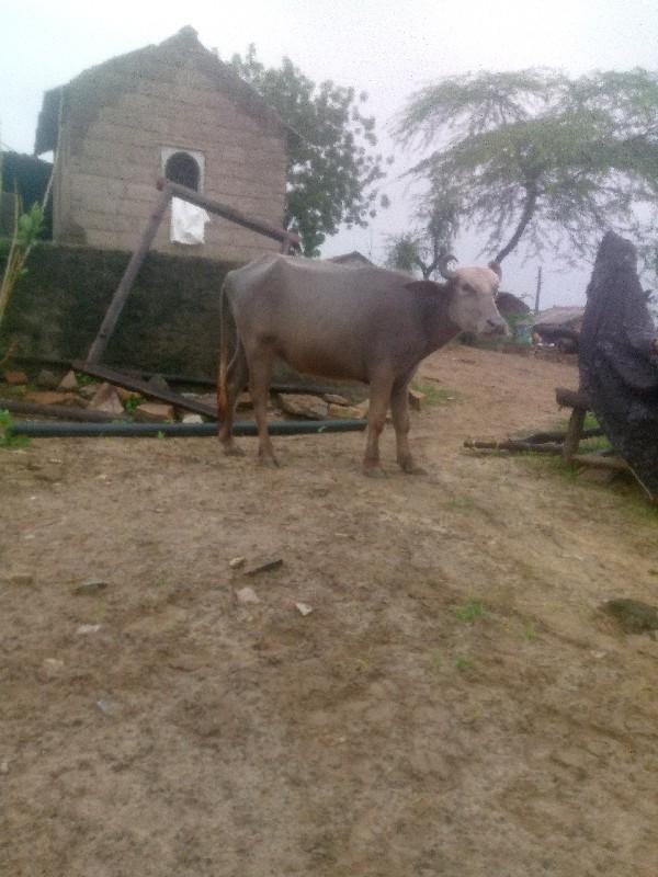 બે પાદી, વેચવાની છે