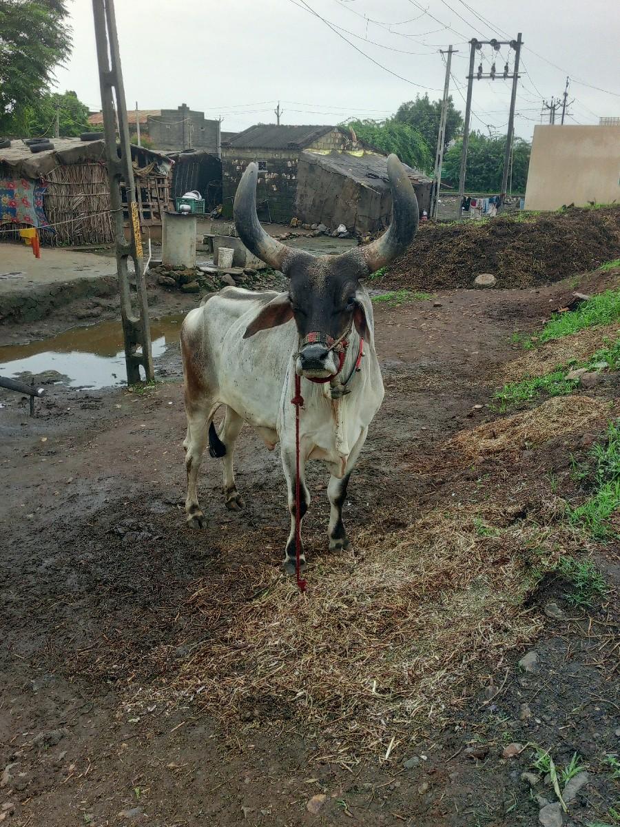 थंबनेल 3